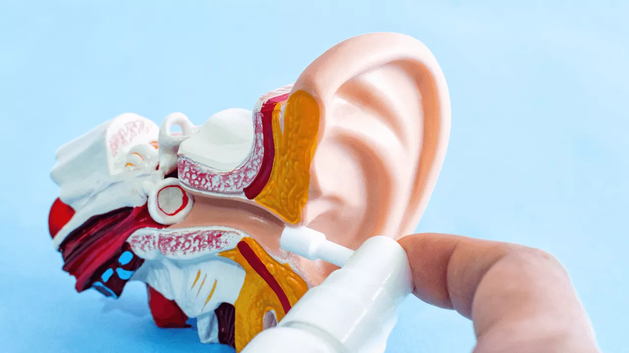 Detailed anatomical model of the human inner ear held in hand — showing the cochlea, semicircular canals, and vestibular structures that are the source of vertigo