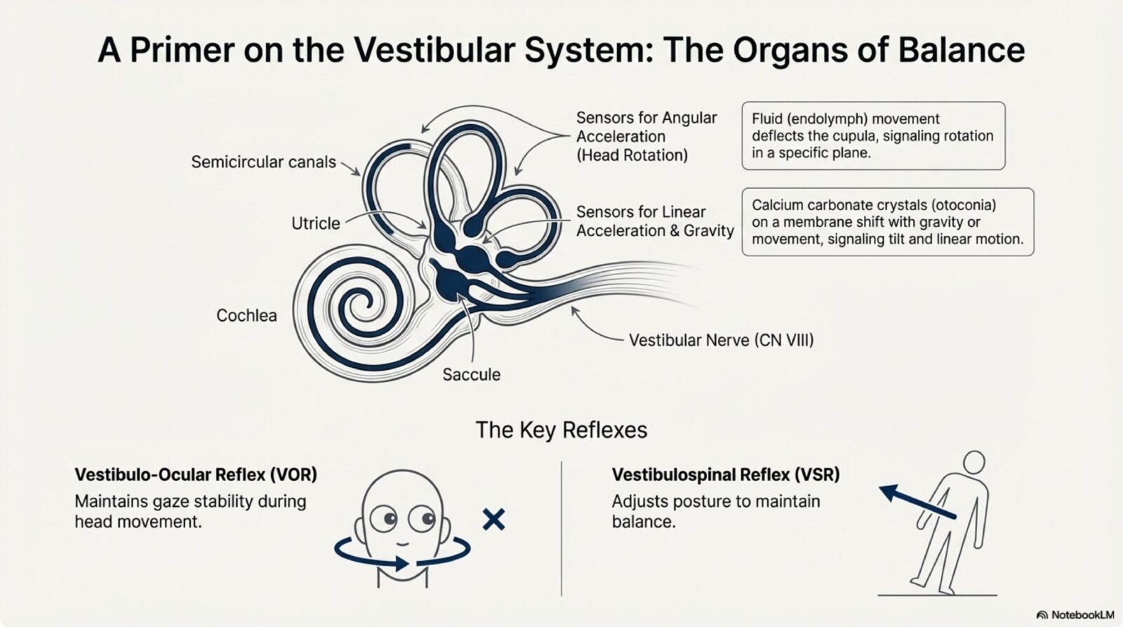 Lecture slide 4 from the vestibular rehabilitation series — goals of VRT including gaze stabilisation, postural control, and functional independence