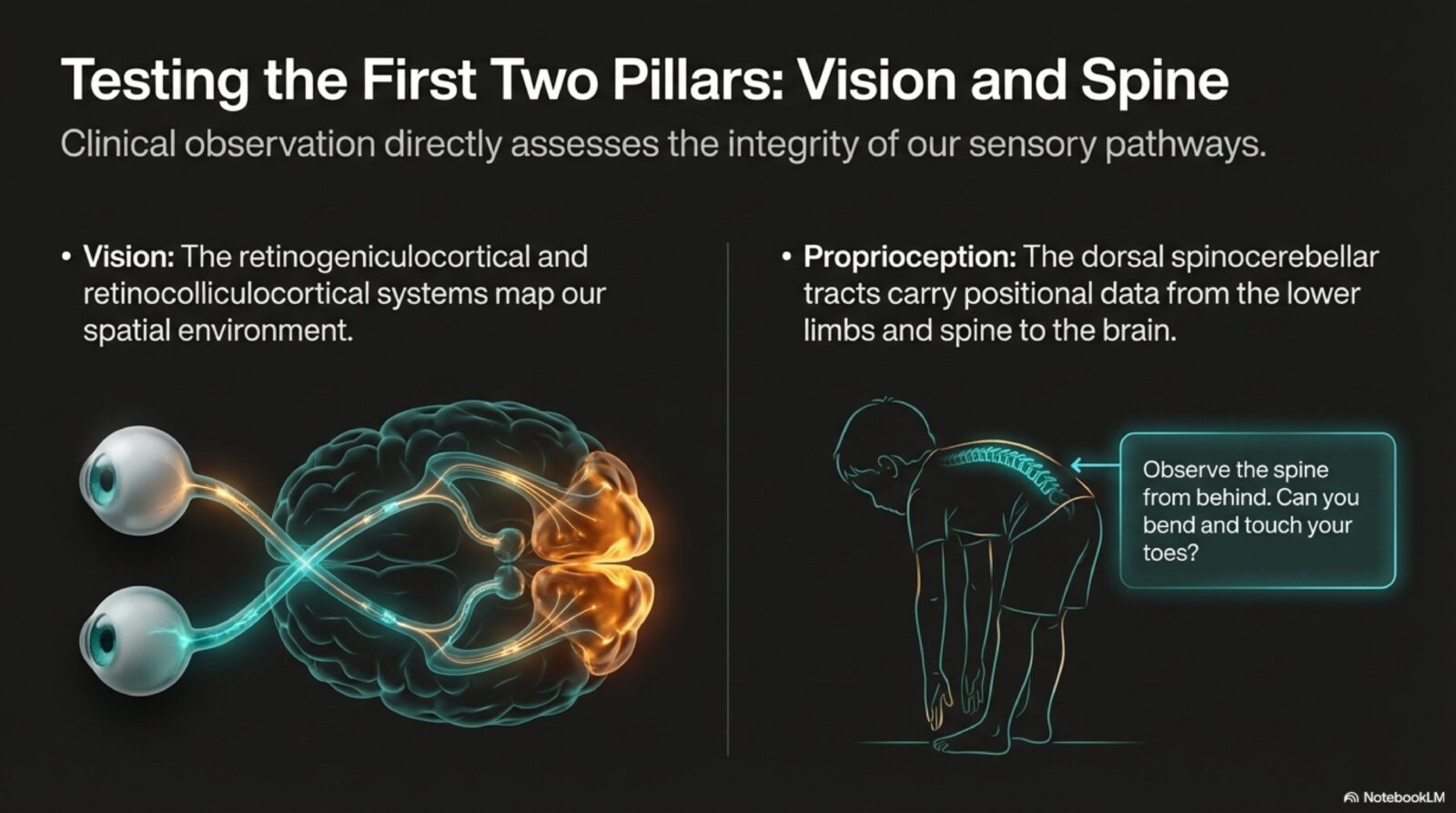 Diagram showing the visual system's contribution to balance — optic flow, retinal input, and visual-vestibular interaction in the brain