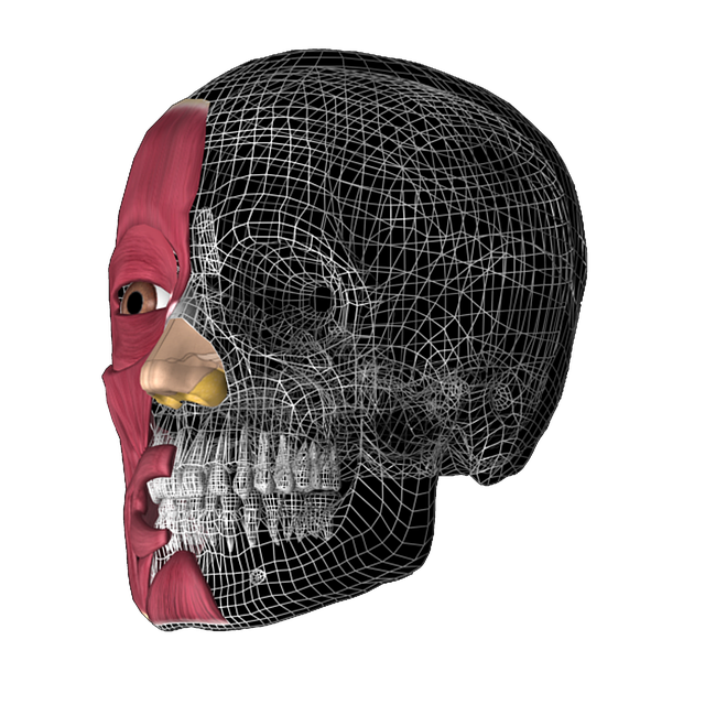 3D model of human head showing facial muscles and skull wireframe — ચક્કર અને વર્ટિગો વિશે | Dr. Prateek Porwal, ENT