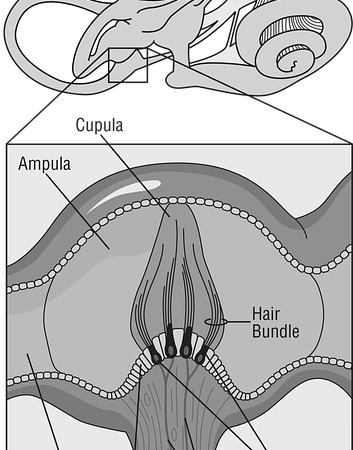 Diagram of the inner ear's vestibular system, showing crista and ampulla — वर्टिगो और चक्कर पर | Dr. Prateek Porwal, ENT