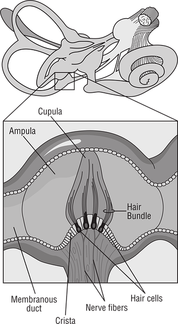 Diagram of the inner ear's vestibular system, showing crista and ampulla — वर्टिगो और चक्कर पर | Dr. Prateek Porwal, ENT