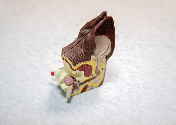 Anatomical model of the human ear, showing external and internal structures — कान में मैल | Dr. Prateek Porwal, ENT