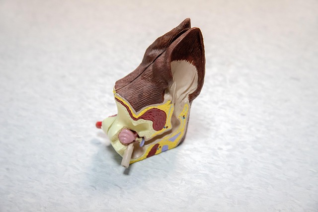 Anatomical model of the human ear, showing external and internal structures — कान में मैल | Dr. Prateek Porwal, ENT