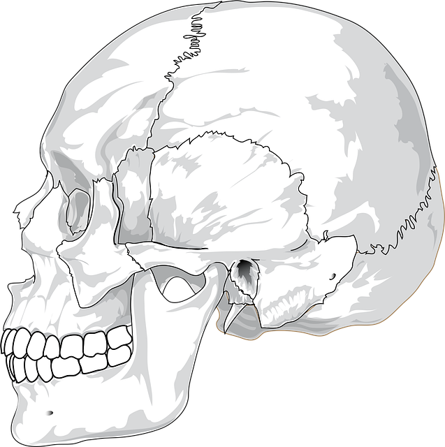 Lateral view illustration of a human skull, highlighting ear structures — चक्कर येणे आणि वर्टिगो | Dr. Prateek Porwal, ENT