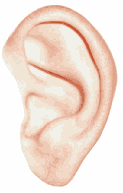 Illustration of a human ear, showing external anatomy — ਚੱਕਰ ਅਤੇ ਵਰਟੀਗੋ ਬਾਰੇ | Dr. Prateek Porwal, ENT