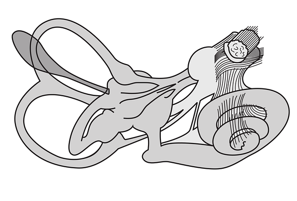 Diagram of the inner ear's vestibular and cochlear structures — चक्कर क्यों आता | Dr. Prateek Porwal, ENT