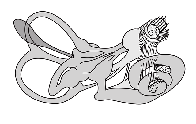 Diagram of the inner ear's vestibular and cochlear structures — चक्कर क्यों आता | Dr. Prateek Porwal, ENT