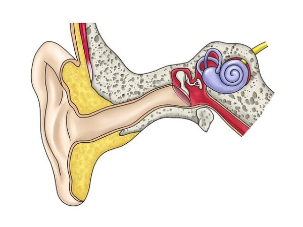 Anatomical illustration of the human ear's inner structures — తల తిరగడం (వెర్టిగో) | Dr. Prateek Porwal, ENT