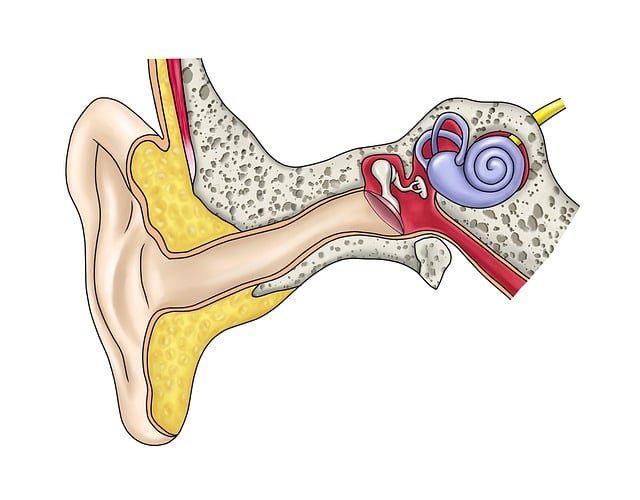 Anatomical illustration of the human ear's inner structures — తల తిరగడం (వెర్టిగో) | Dr. Prateek Porwal, ENT