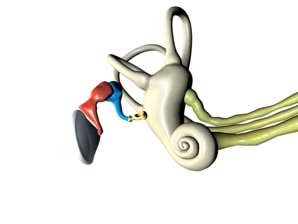 3D model of the inner ear's cochlea and semicircular canals — Vertigo Doctor in Bareilly | Dr. Prateek Porwal, ENT
