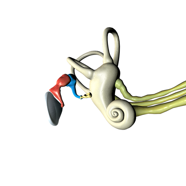 3D model of the inner ear's cochlea and semicircular canals — Vertigo Doctor in Bareilly | Dr. Prateek Porwal, ENT